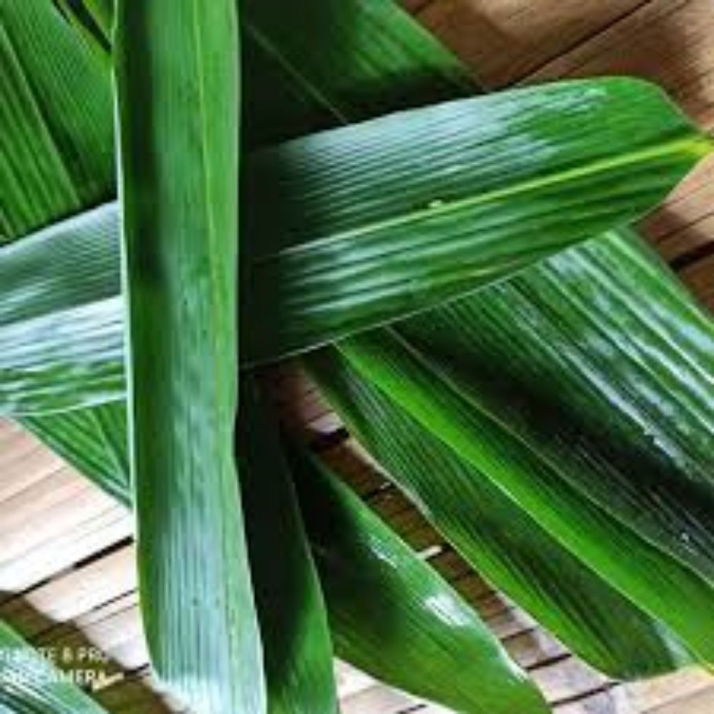 

Daun Bambu Bungkus Bakcang/50 pcs