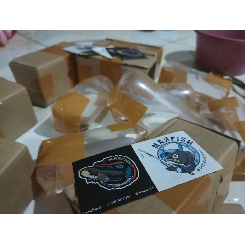 Channa Limbata CB size 5-6 cm Rim Tebal lereng lawu