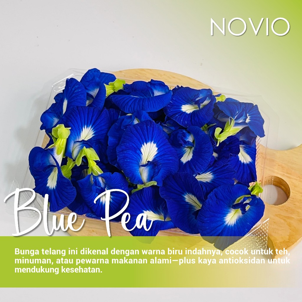 

Bunga blue pea fresh / edible flower / bunga telang / blue pea / fresh