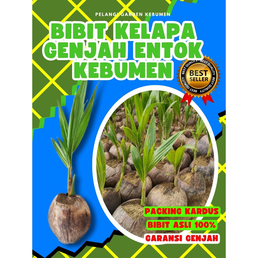 BIBIT UNGGUL.. Bibit Kelapa Kopyor Asli, Bibit Kelapa Kopyor Bogor