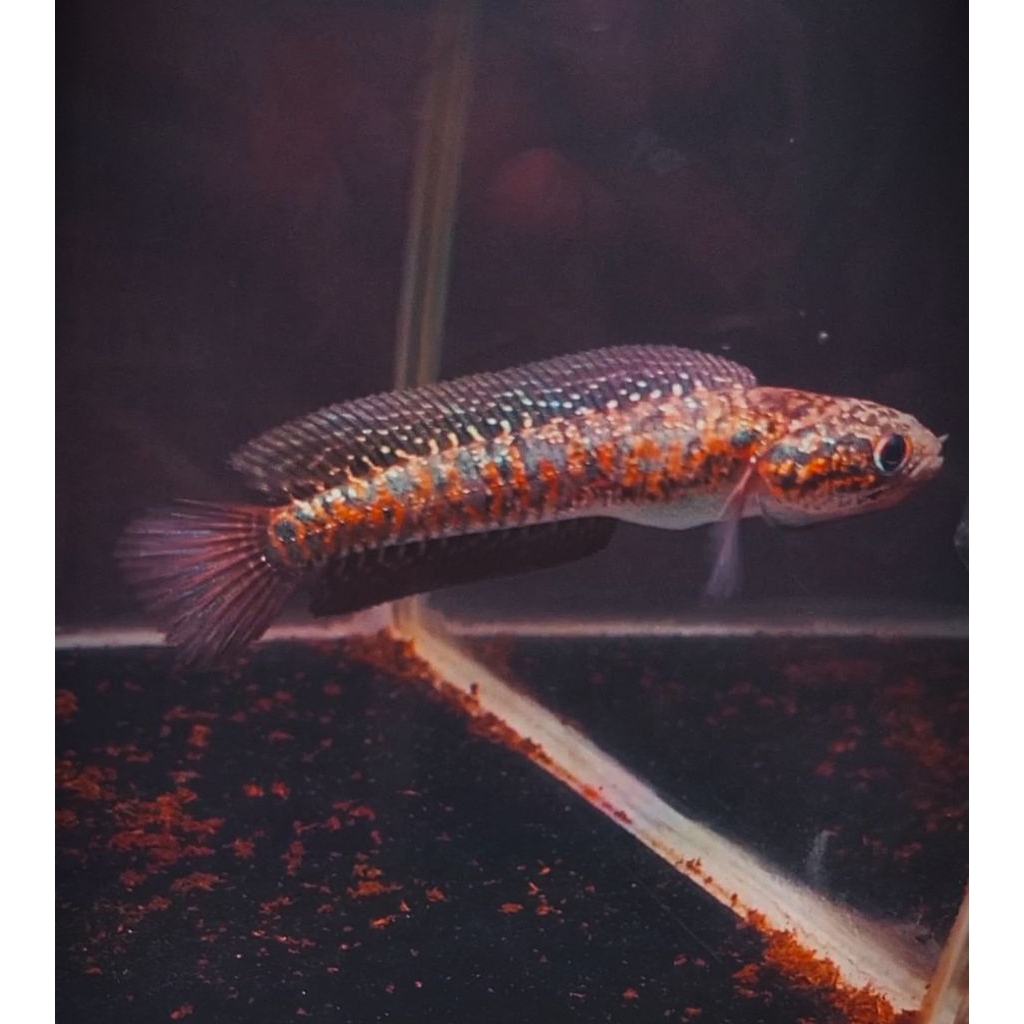 Asiatica RedSpot Kalimaya