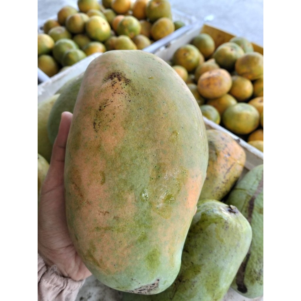 

Mangga Gajah Manis | 1kg