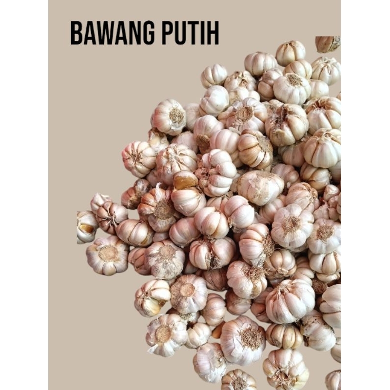 

bawang putih