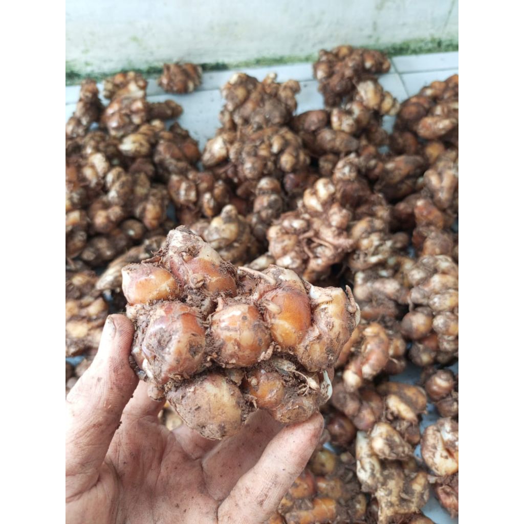 

kencur segar tua 1kg kencur murah 1kg