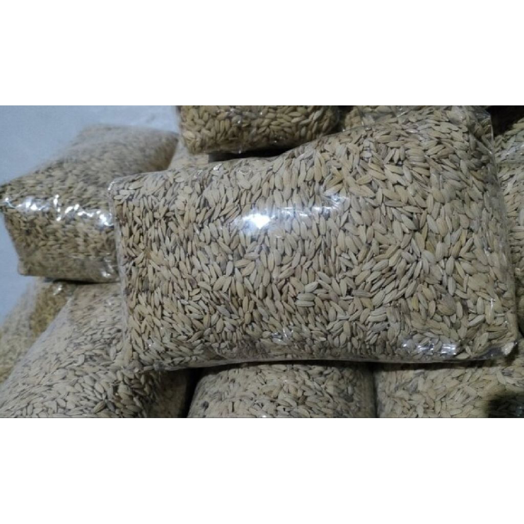 bibit padi beras merah 1 kg