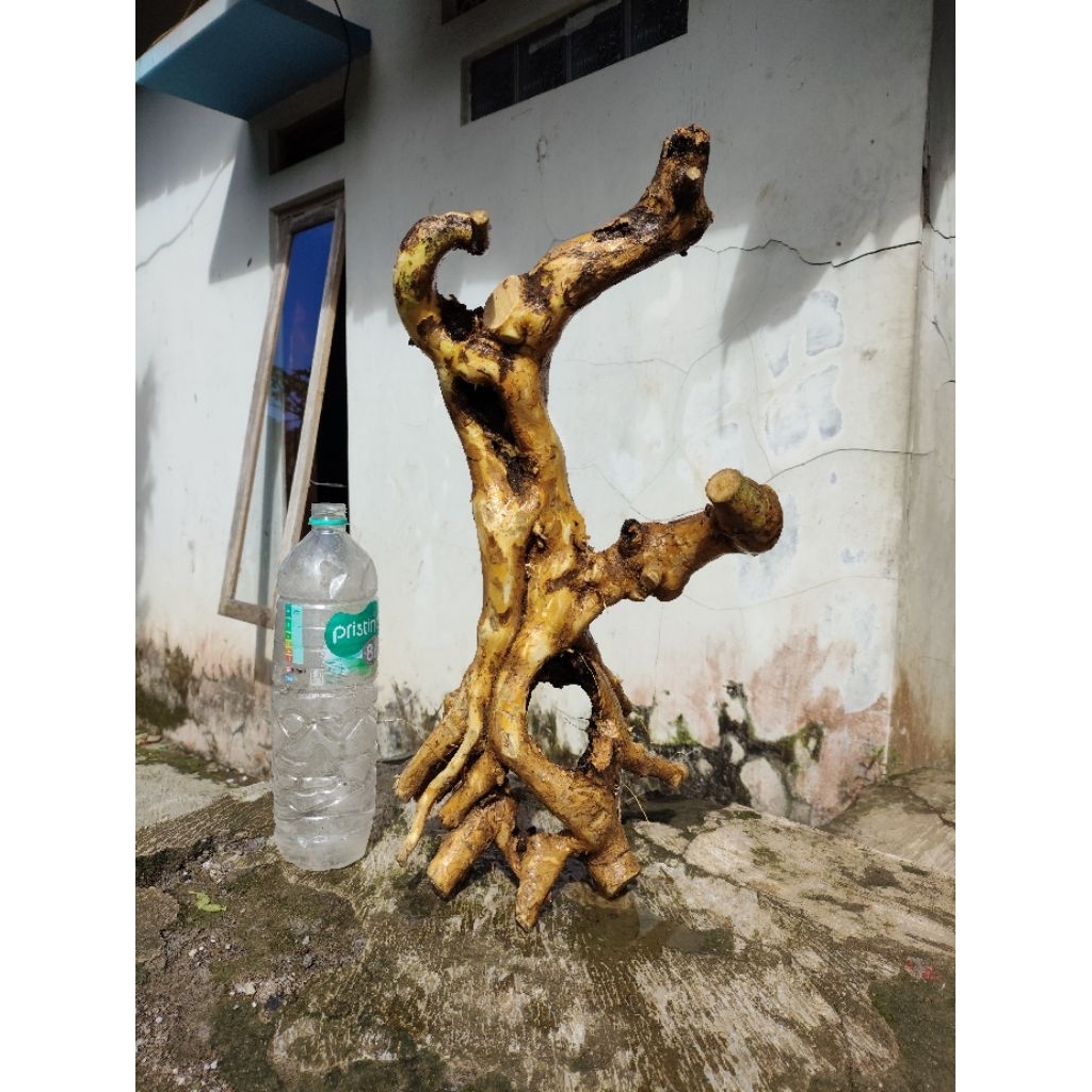 bahan bonsai wahong gunung bonggol krowakan unik