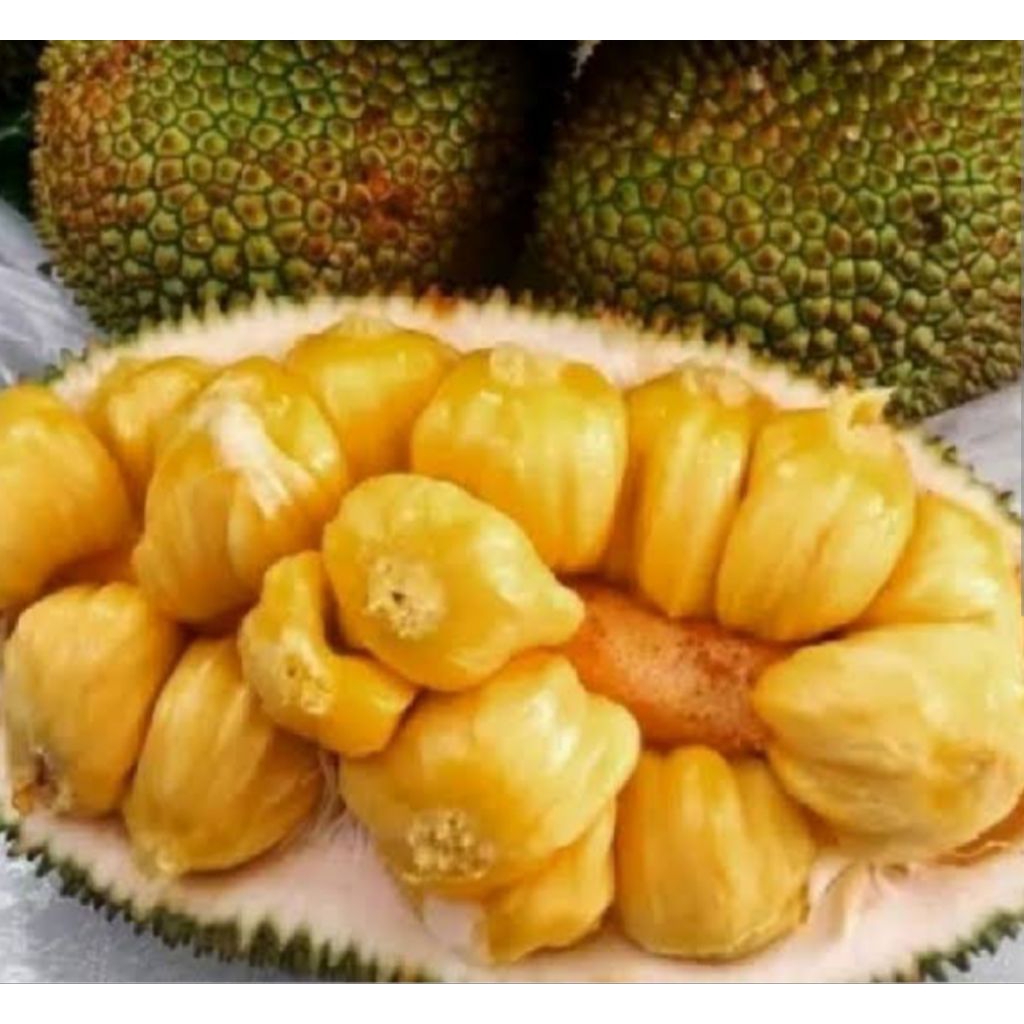 cempedak manis bijian utuh