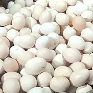 

Telor Ayam Kampung organik Asli 1btir