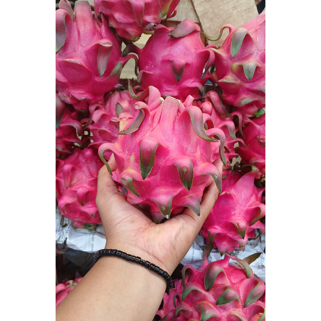 

Buah Naga Merah Manis, Segar, Kaya Nutrisi 1 Kg