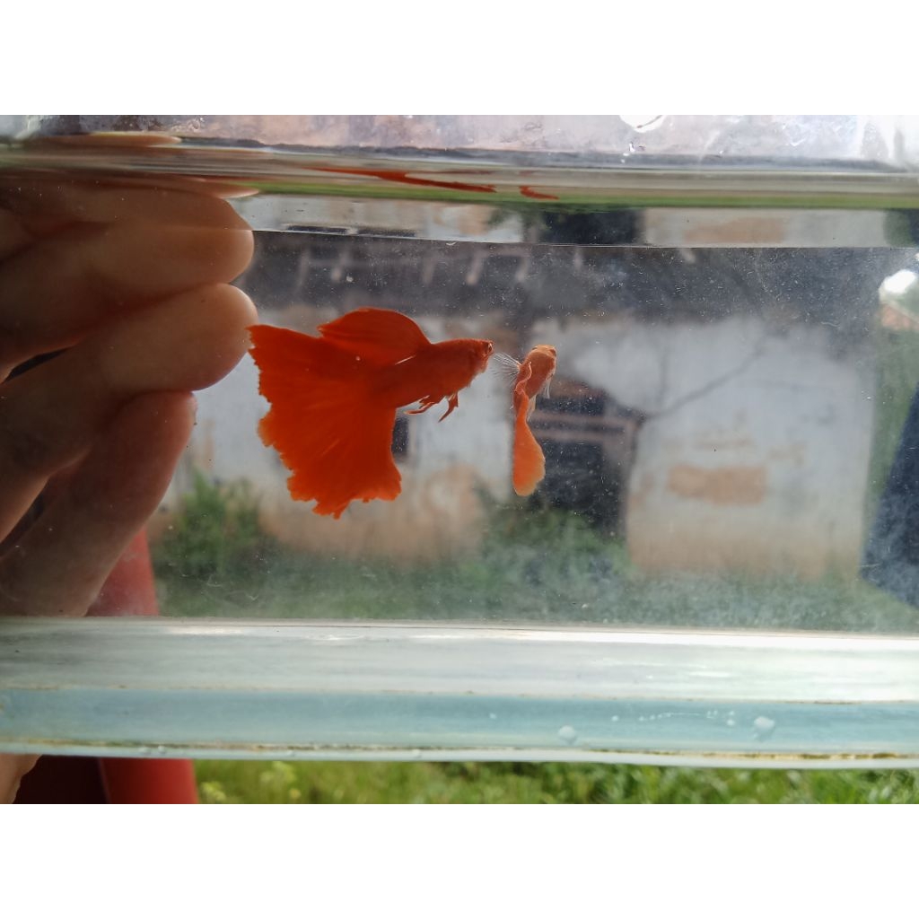 1  ikan Guppy AFR