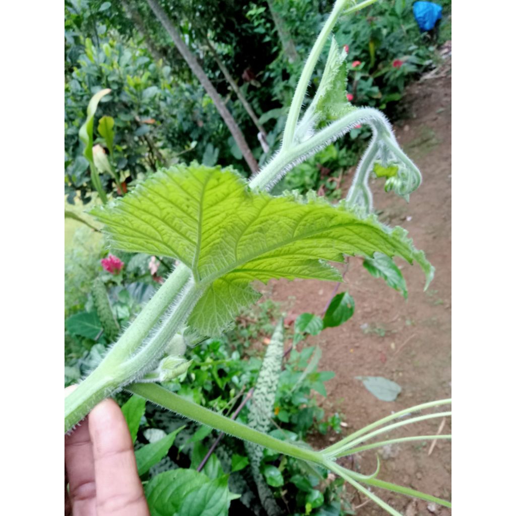 

pucuk waluh siam.per 1kg