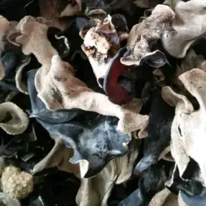 

JAMUR KUPING KERING 50gram