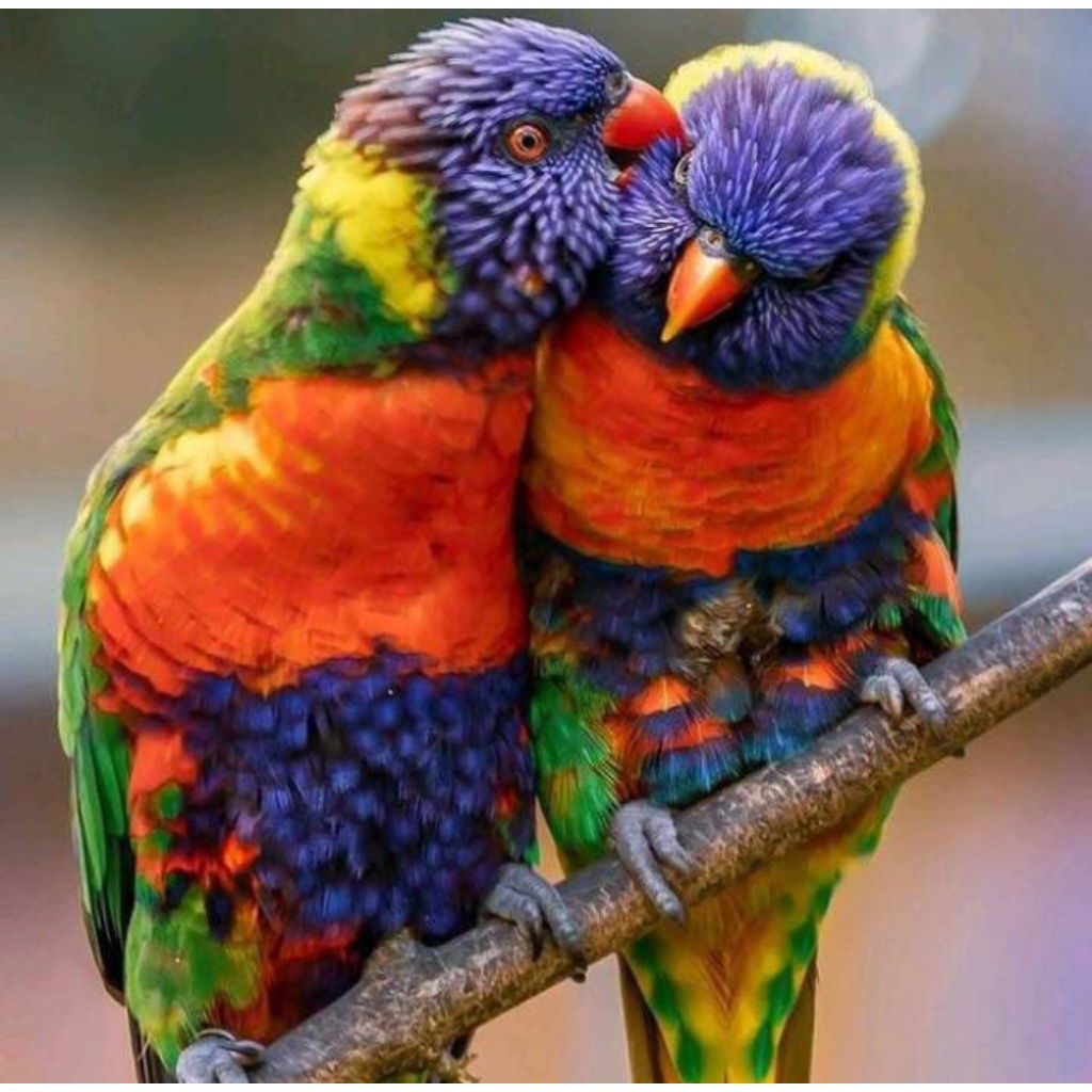 

Telur burung Nuri pelangi untuk ditetaskan