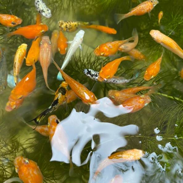 dekorasi aquarium indukan molly orange ikan molly balon orange molly sunkist