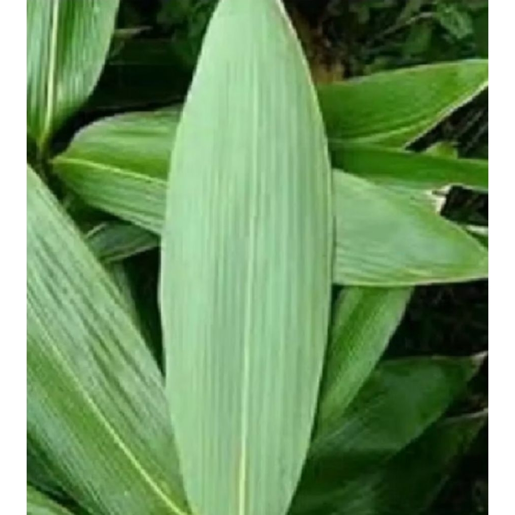 

DAUN BAMBU SEGAR BUNGKUS BACANG PER 100 LEMBAR