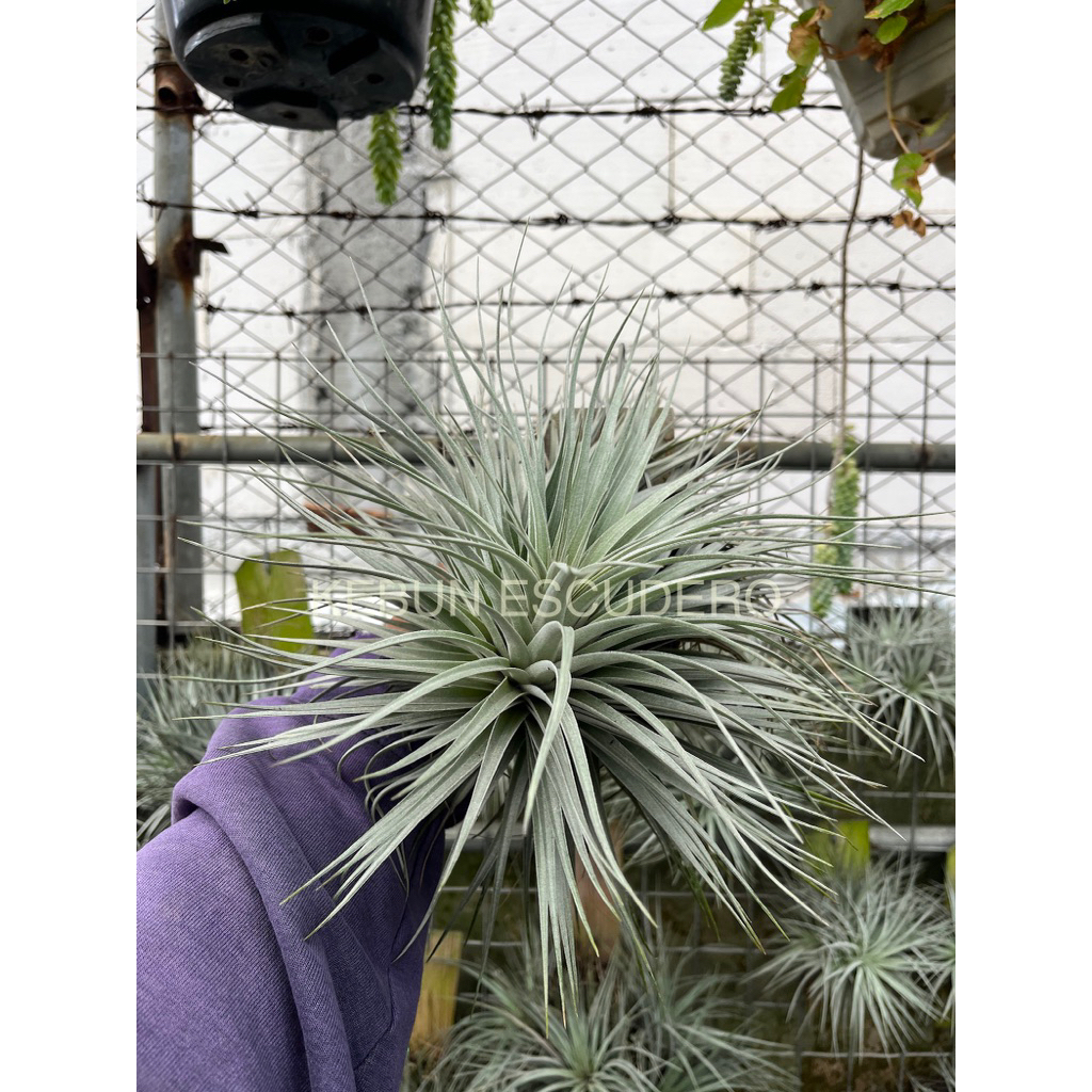 Tanaman Hias Tilandsia Cotton Candy - Tanaman Udara Tilandsia