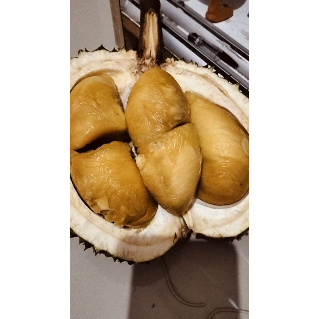 ENTRES DURIAN DURI HITAM ATAU OCHEE ATAU BLACKTHORN SUPER UNGGUL