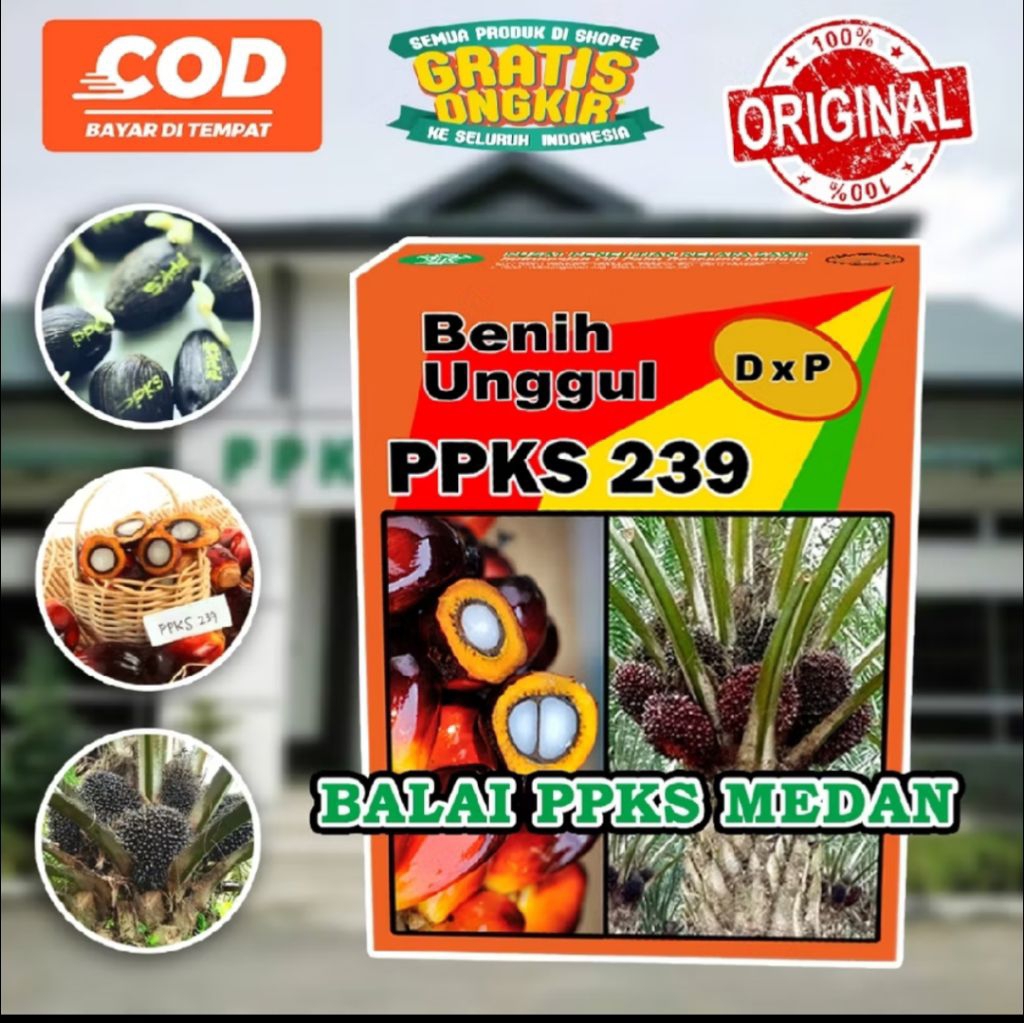 bibit benih kecambah sawit ppks 239 unggul