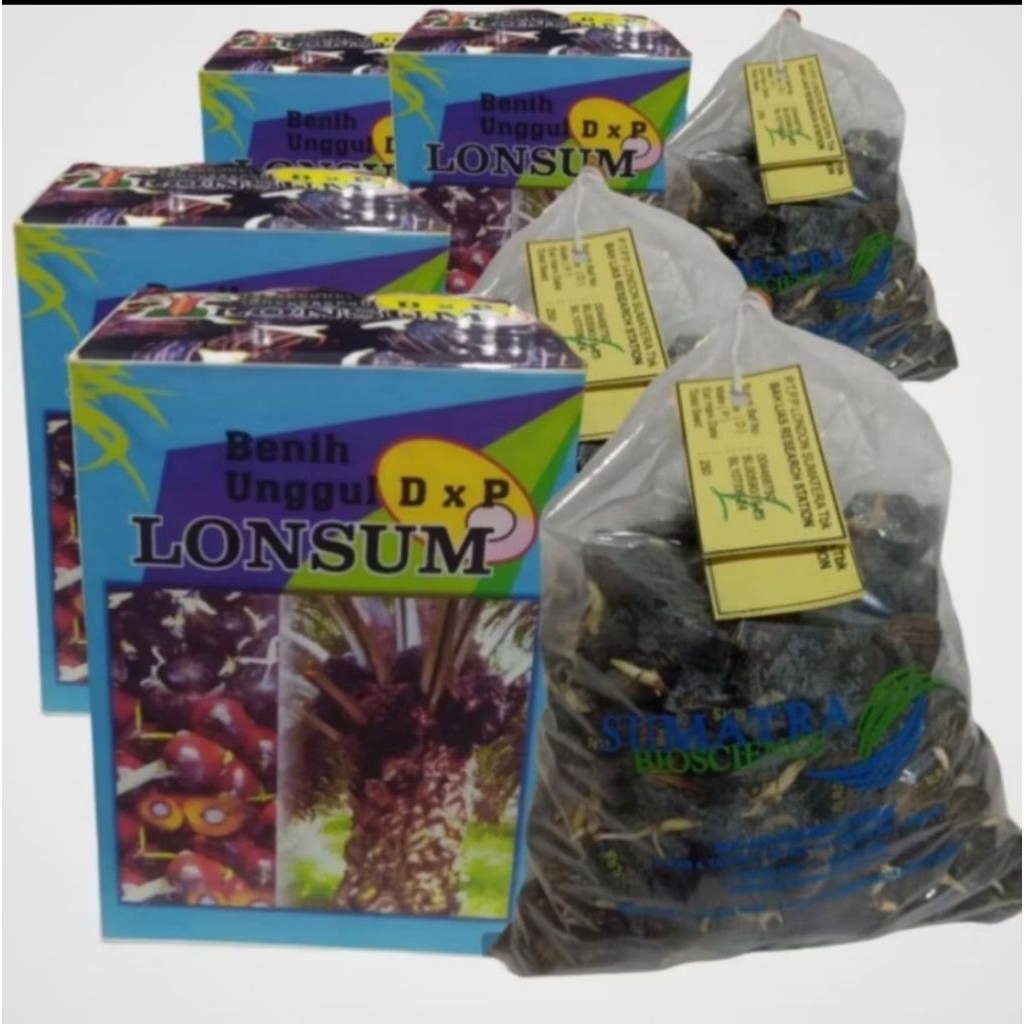 bibit benih kecambah sawit dxp lonsum