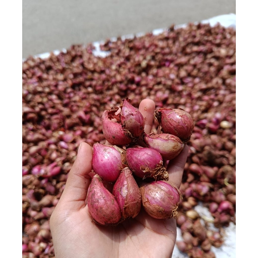 

bawang merah 1kg