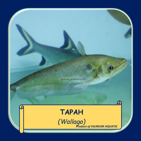 IKAN HIAS AIR TAWAR - IKAN TAPAH / WALLOGO