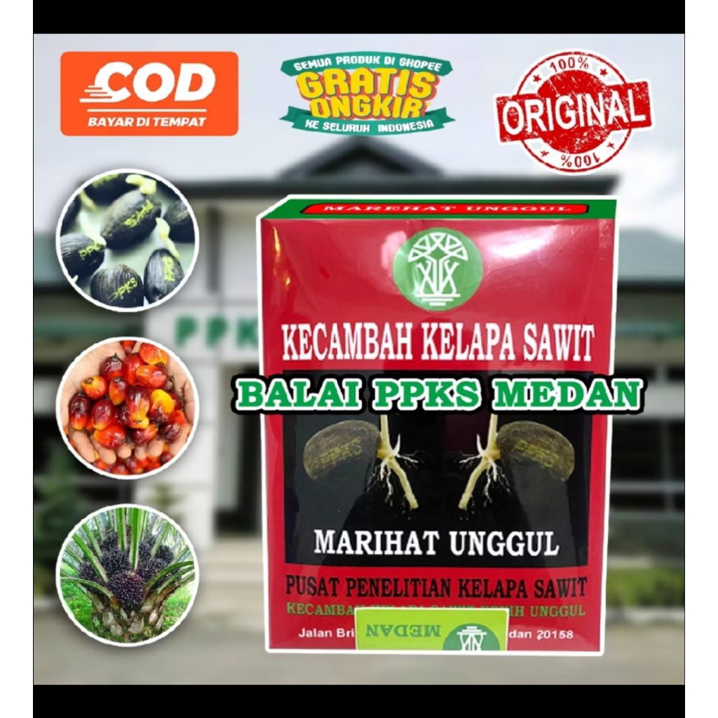 bibit benih kecambah sawit marihat unggul