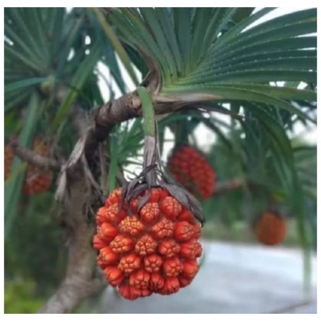 

Buah pandan duri 1 tandan