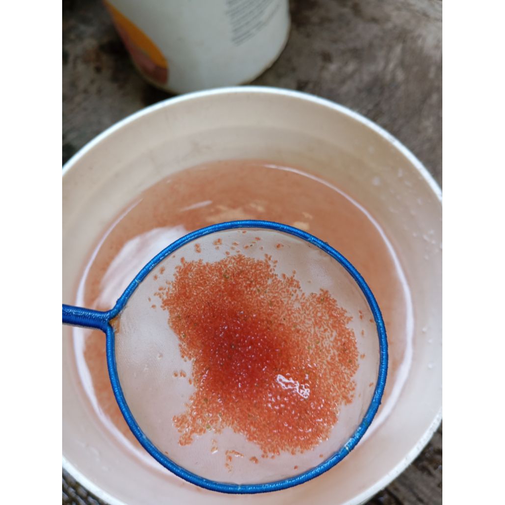 KUTU AIR RAKSASA DAPHNIA MAGNA