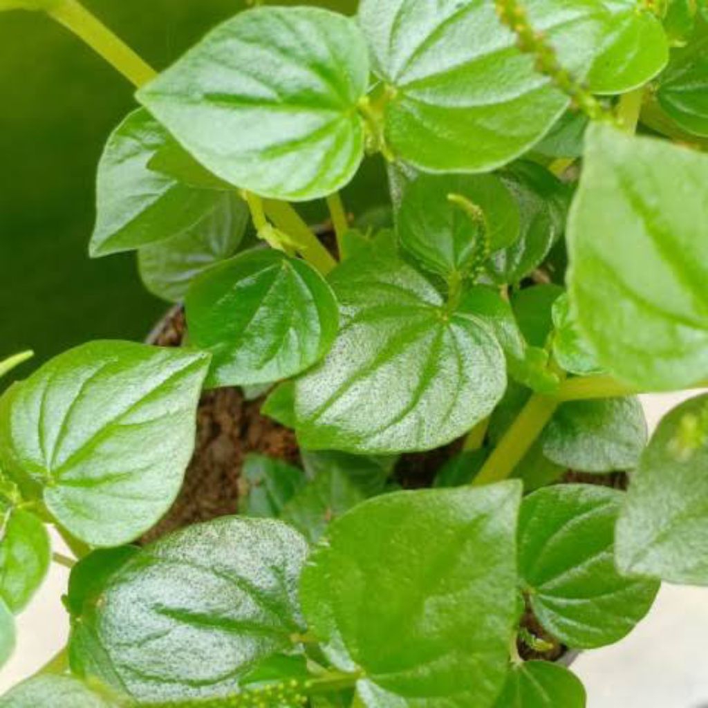 

Sirih cina ketumpang air organik 50 gram