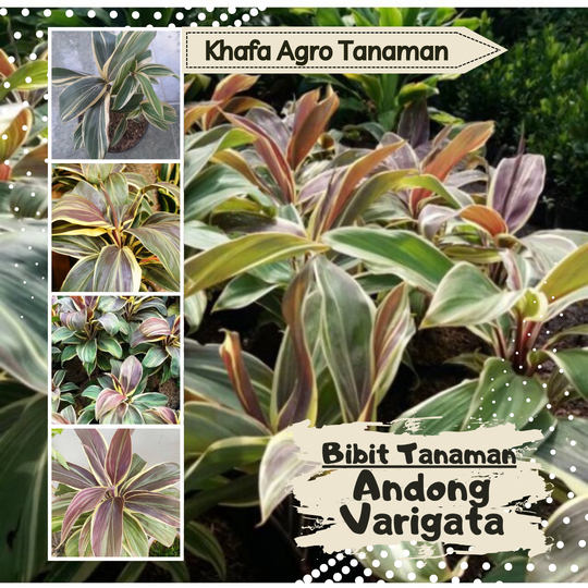 Bibit Tanaman Andong Varigata Tanama Hias dan Pagar