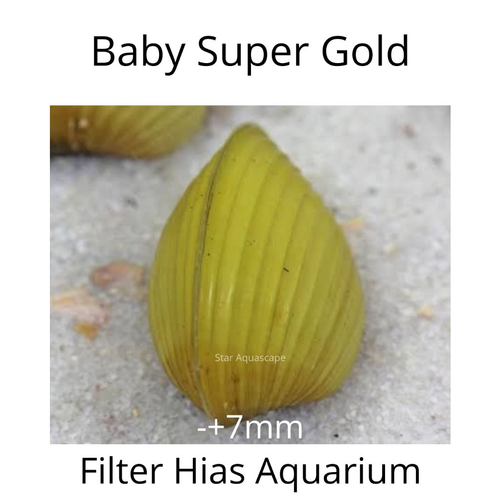 Baby Kerang Filter Super Gold Filter Hias Air Aquarium Aquascape