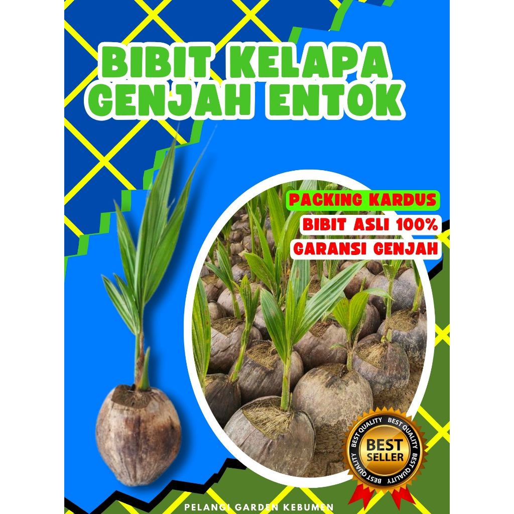 TERBAIK.. Pohon Kelapa Besar, Pohon Kelapa Bonsai