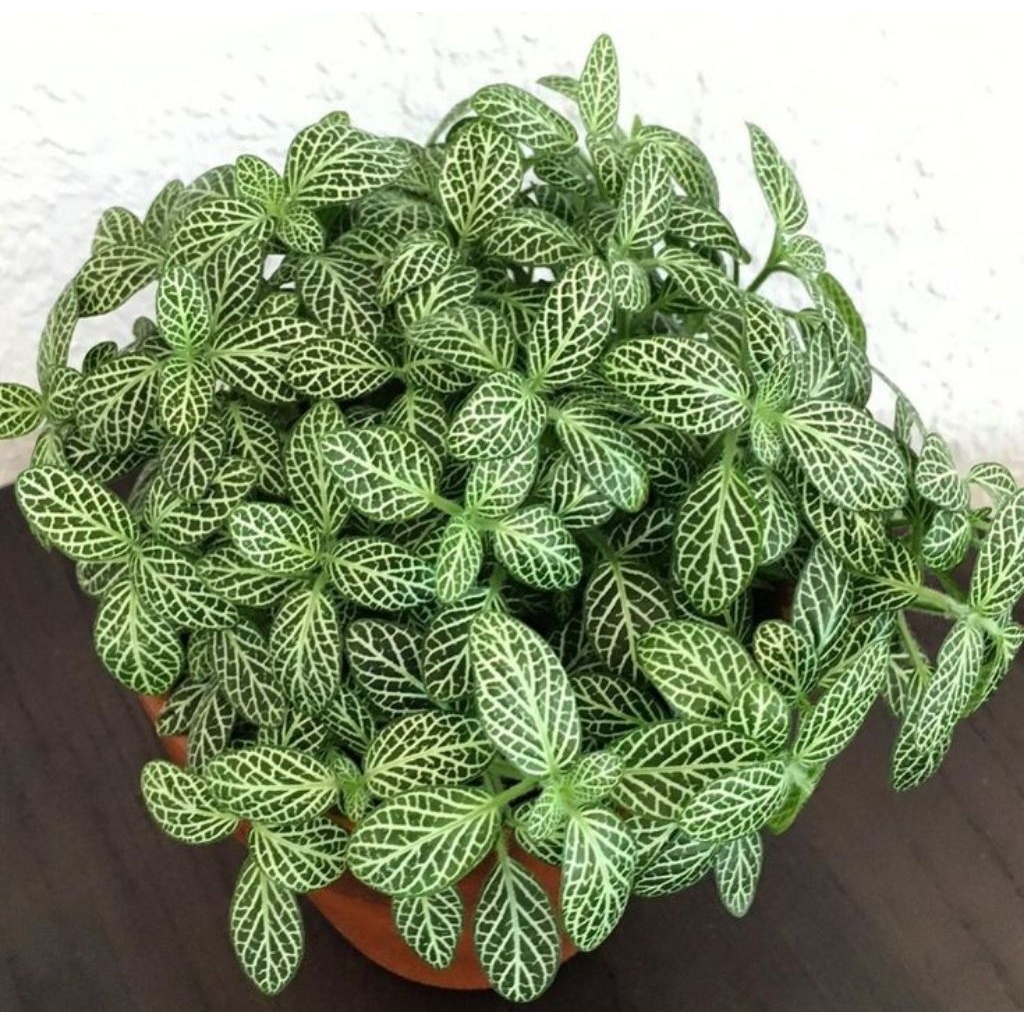 tanaman hias fittonia hijau import - fitonia hijau