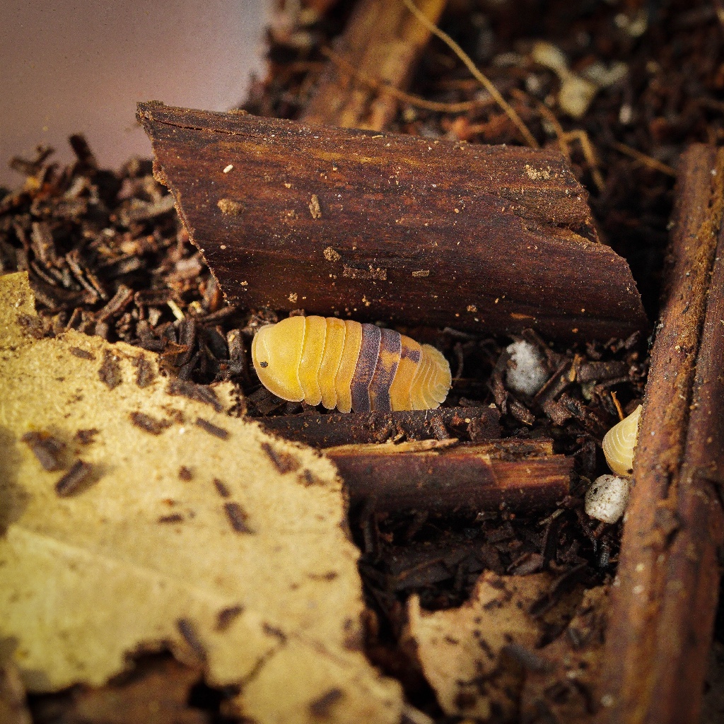 Cubaris sp. Amber Ducky / Isopoda Pembersih Terrarium / Isopod Bioactive Clean up Crew