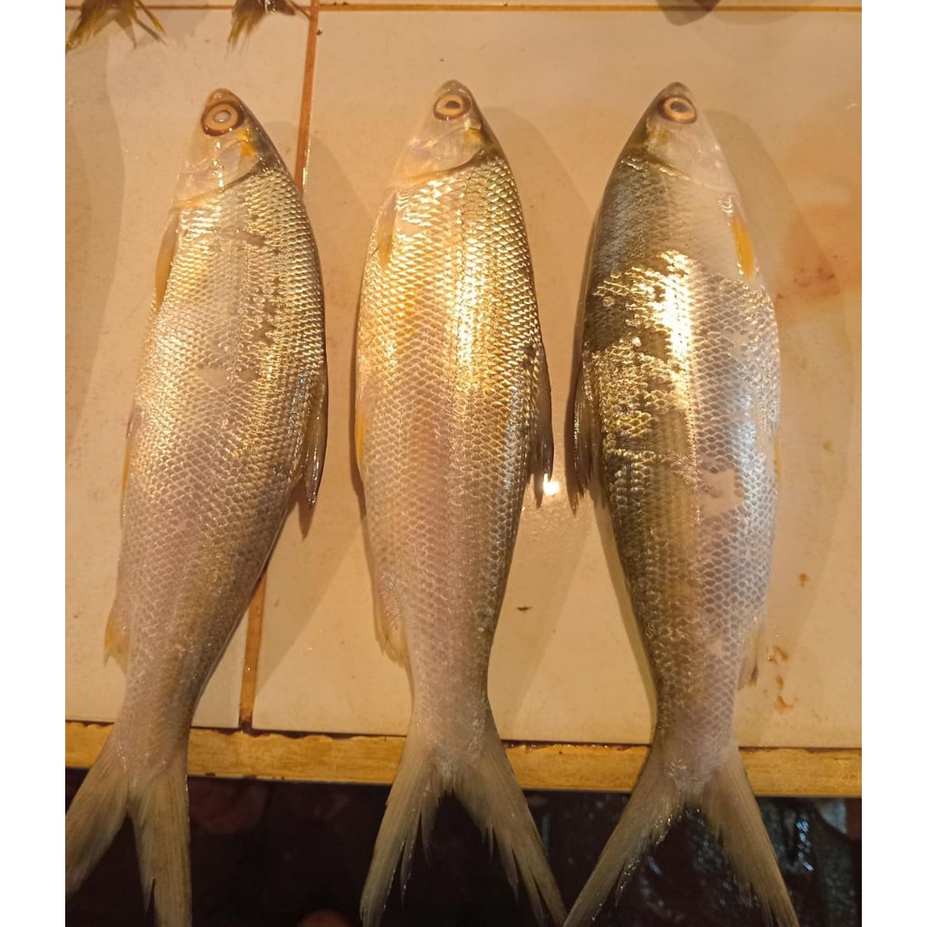 

ikan bandeng segar 1.kg isi 3/1ekor