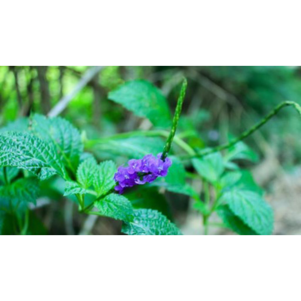 

daun pecut kuda per 200 gram