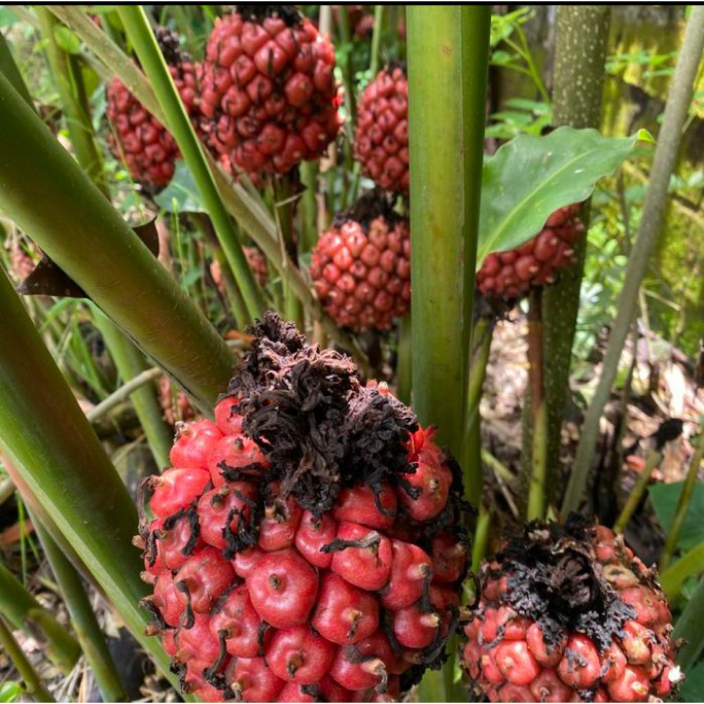 

buah kecombrang 1kg masih press