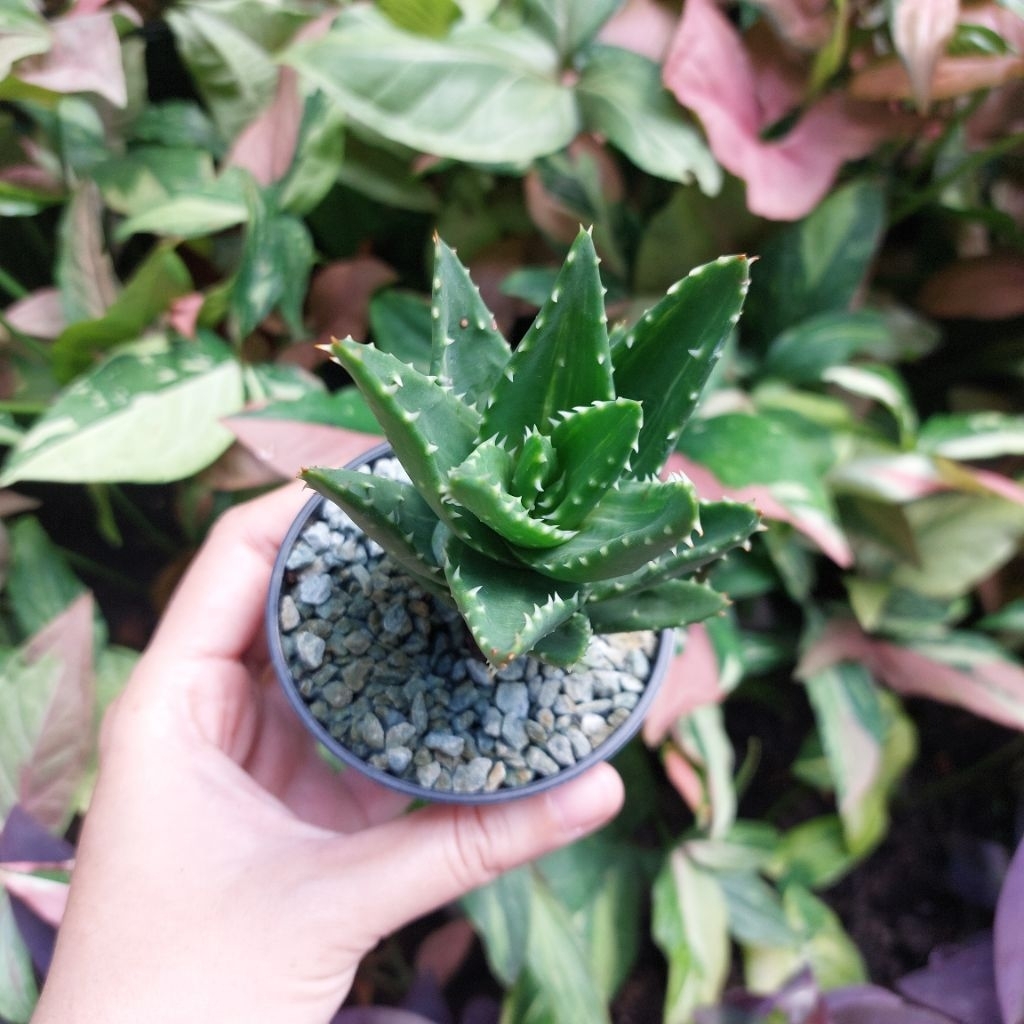Aloe Lidah Buaya Mini Sukulen Kaktus Lucu