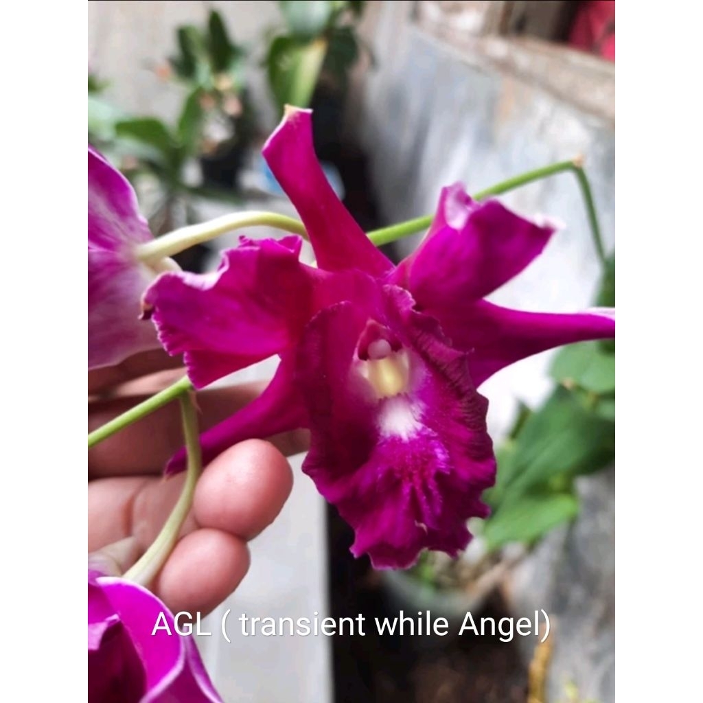 Anggrek Dendrobium id AGL/ king dragon