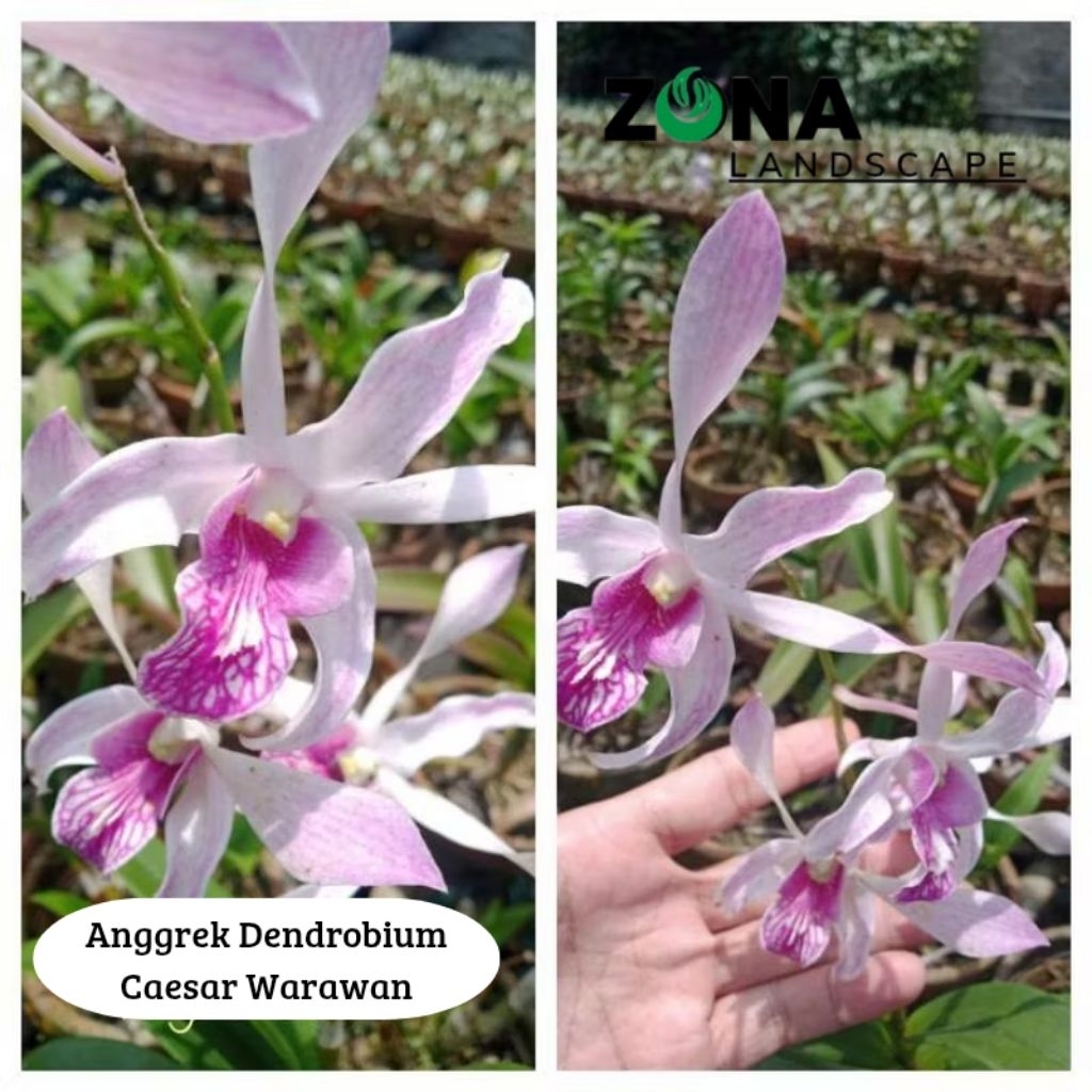 Bunga Anggrek Dendrobium Caesar Warawan (+Pot Tanah Liat & Media) Anggrek Dendro Import