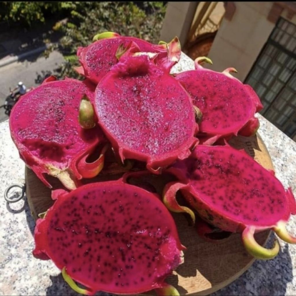 

Buah naga merah manis segar