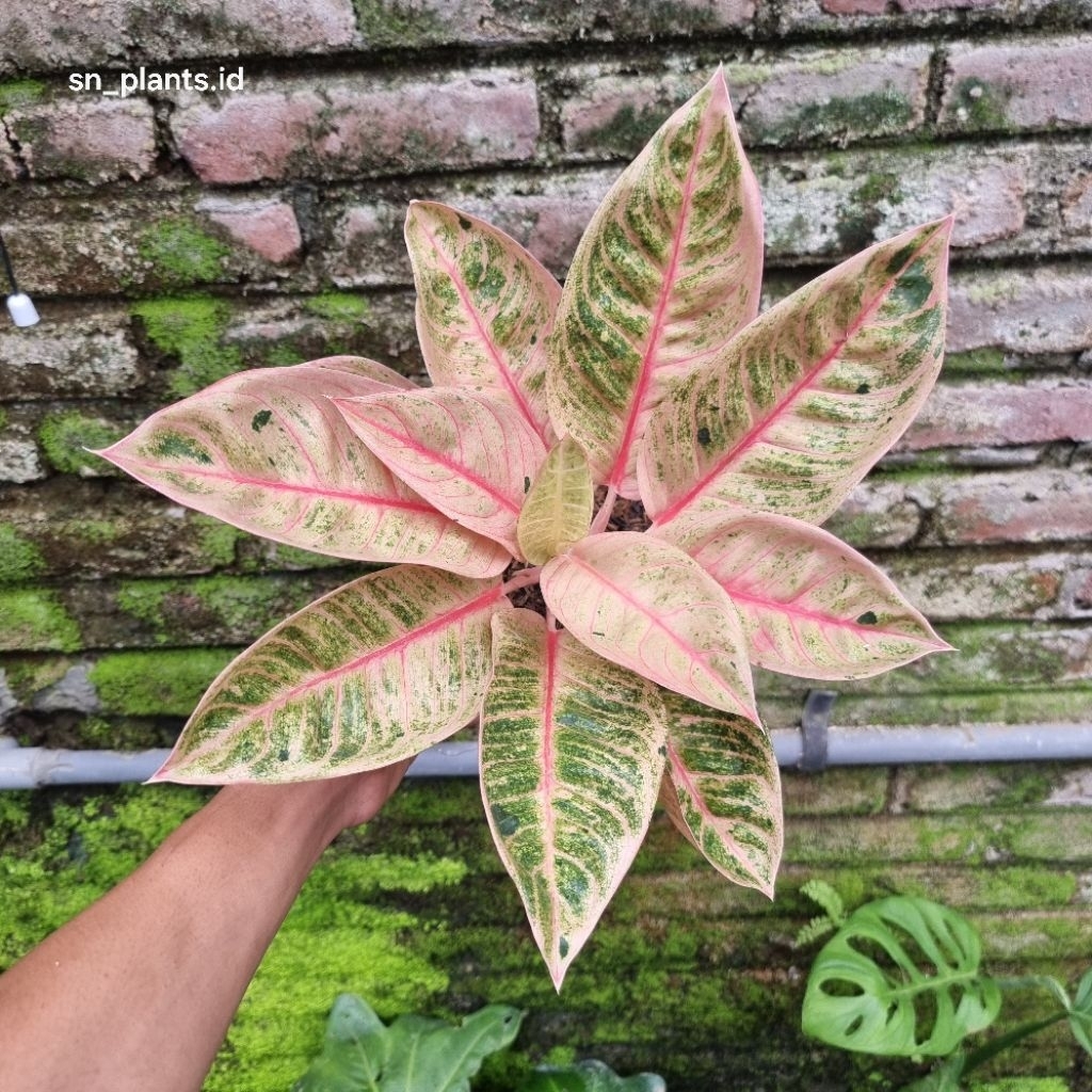 tanaman hias aglonema litle lemon mutasi.(TANLOK)