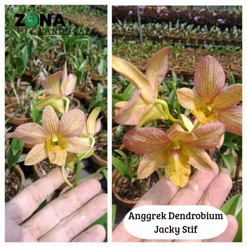 Bunga Anggrek Dendrobium Jacky Stif (+Pot Tanah Liat & Media) Anggrek Dendro Import