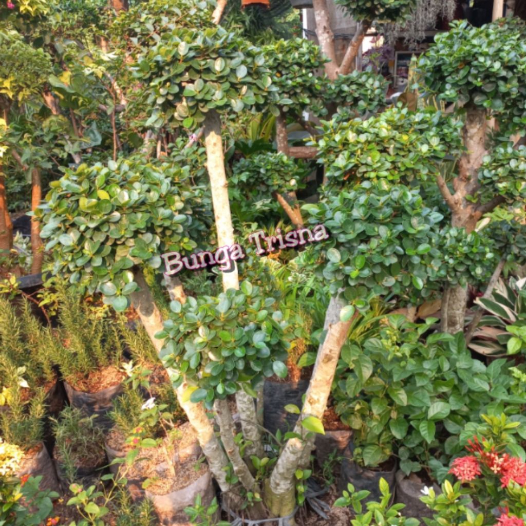 Tanaman Hias Bonsai Dolar Mickro / Pohon Bonsai Dollar Mikro Besar