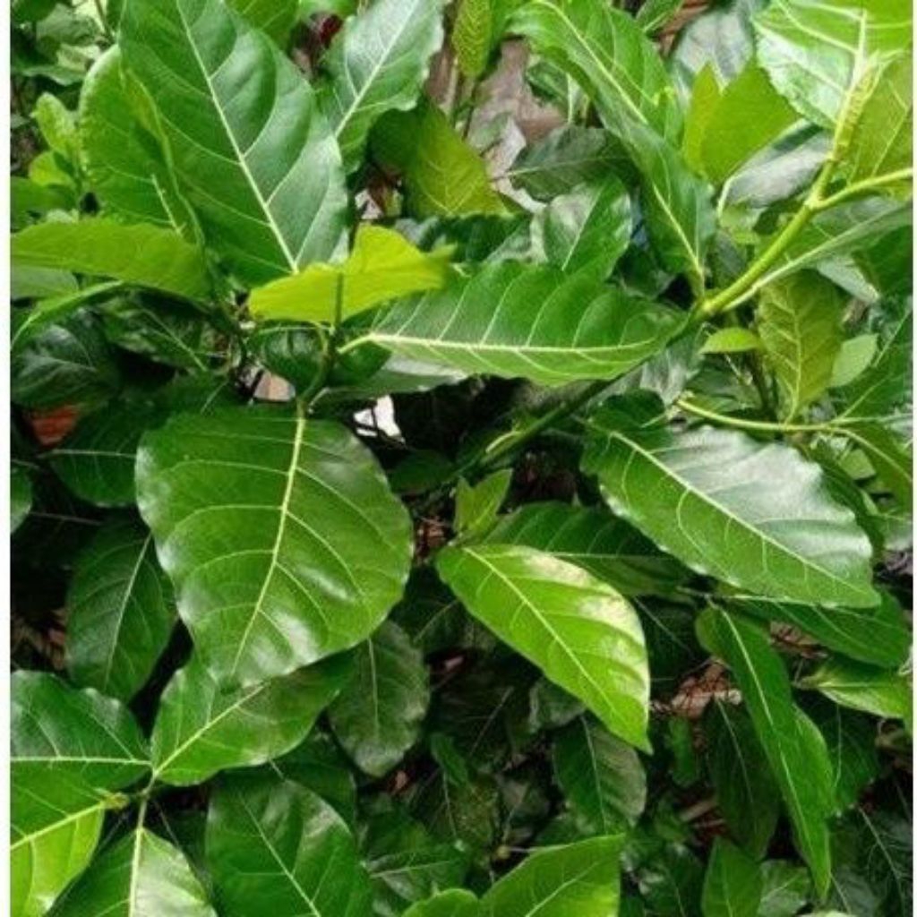 

Terbaik termurah daun Awar Awar segar petik dadakan 100 gram