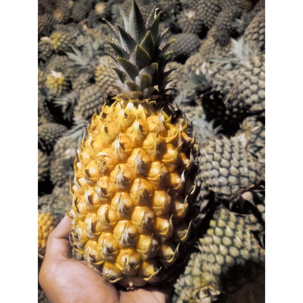 

NANAS MADU MANIS JUMBO