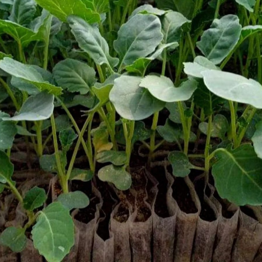 

DIARY PETANI - Paket 10 Bibit Brokoli Hijau Siap Tanam