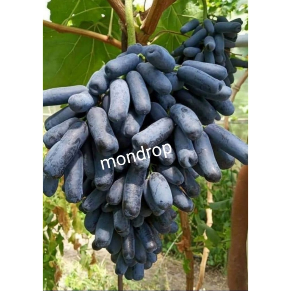 

mondrop