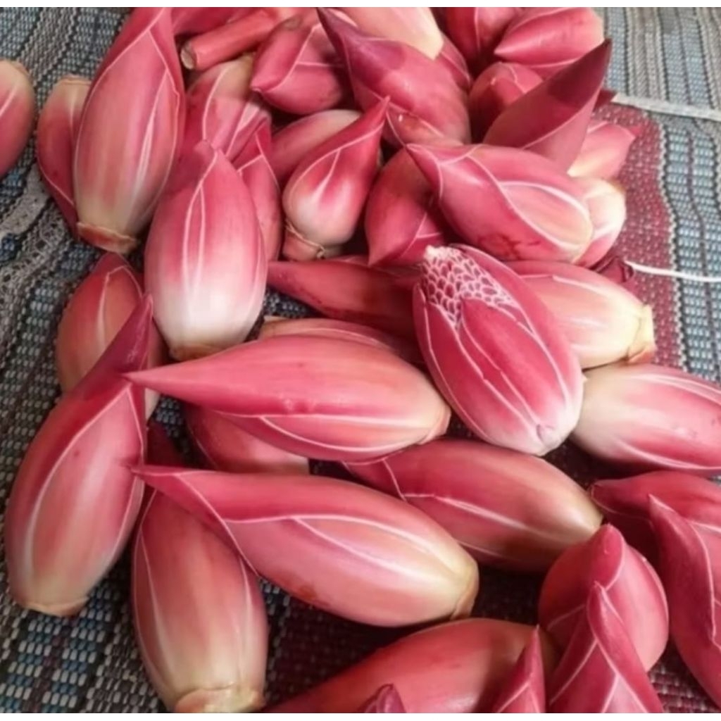

bunga kecombrang segar paket 500gr