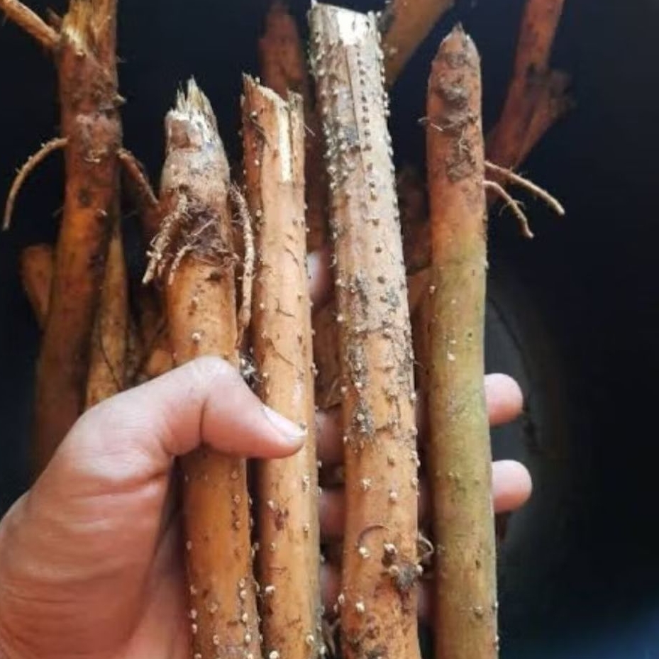 

Akar pinang segar 1 kg akar pohon pinang fresh